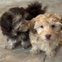 Boy 2 - Red male Havanese puppy in East Lansing, Michigan from VanCort's Happy Havanese