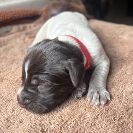 Boy 2 - Liver and white male German Wirehaired Pointer puppy in Thomasville, North Carolina from Cypress Ridge GWP