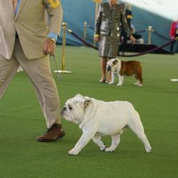 BO - Bulldog