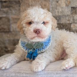 Quartz - Off-white male Lagotto Romagnolo puppy in West Jordan, Utah from Salt Lake Lagotto
