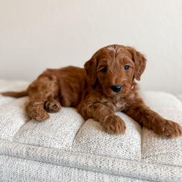 Doc - Orange Collar - Red  male Goldendoodle puppy in Billings, Montana from Montana Raised Doodles