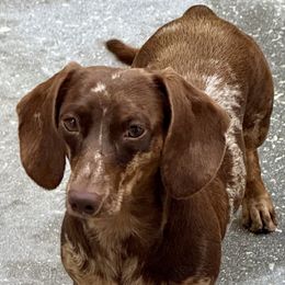 Patches - Dachshund