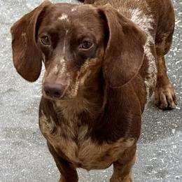 Patches - Dachshund