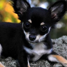 Chihuahua Puppies from Happy Little Chihuahuas