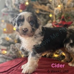 Cider - Blue merle female Miniature Australian Shepherd puppy in Oronogo, Missouri from Dutton's Show Me Farms