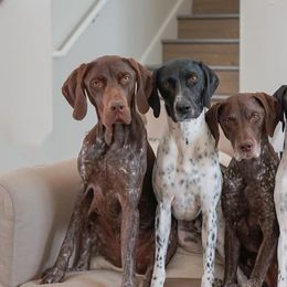 German Shorthaired Pointers from Sweet Life Kennels