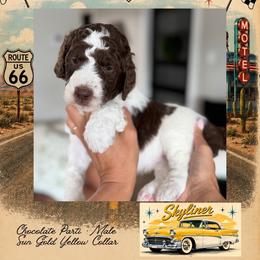 Skyliner - DallasTX - 4,000 - Chocolate male Goldendoodle puppy in Garland, Texas from Twilight Doodles