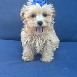 Nessa - Apricot female Maltipoo puppy in Lancaster, Kentucky from Dream Paws Puppies, LLC