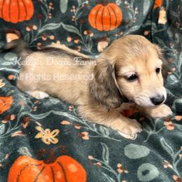 Shaded Cream Female Longhair Purple Collar - Cream female Dachshund puppy in Cleveland, Tennessee from Kelly's Doxie Farm