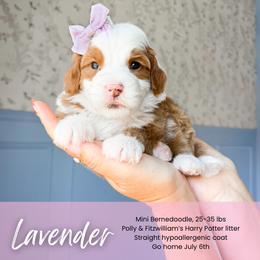 Lavender - Red female Bernedoodle puppy in South Jordan, Utah from Wonderful World Doodles