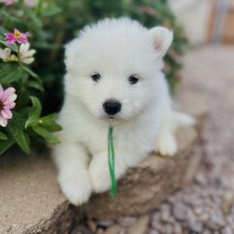 Green - White male Samoyed puppy in Paulden, Arizona from Carefree Samoyeds & Deserthills Labradors
