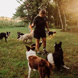 Border Collies and Italian Greyhounds from Feathered Cactus Farm