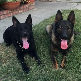 German Shepherds from Guerrerok9
