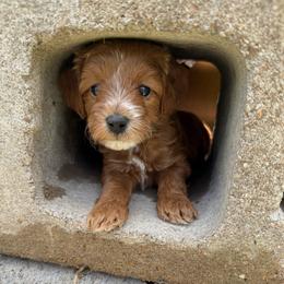 Hemlock (Hemmie) - Tri-color female Cavapoo puppy in Columbia, Missouri from Jorden’s Cavapoo’s