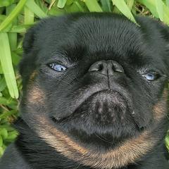 Brussels Griffons and Rottweilers from Amelyn Show Dogs