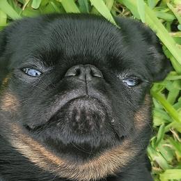 Brussels Griffons and Rottweilers from Amelyn Show Dogs