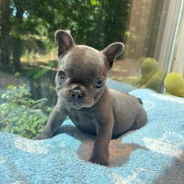 Theodore - Blue male French Bulldog puppy in Salisbury, Maryland from 77 Frenchies Maryland