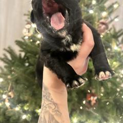 Pick 6 - female Golden Mountain Dog puppy in Montrose, Michigan from Spraggins Sweet Acres