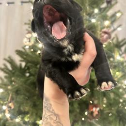 Pick 6 - female Golden Mountain Dog puppy in Montrose, Michigan from Spraggins Sweet Acres