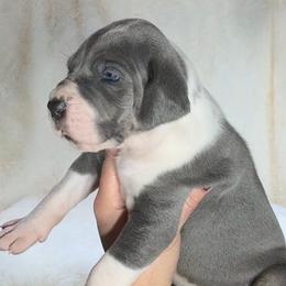 Great Dane Puppies from North Cedar Danes