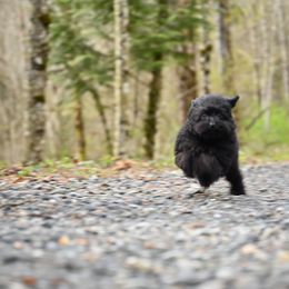Cavapoo, Cockapoo, and Poodle Puppies from Heavenly Puppies to Love