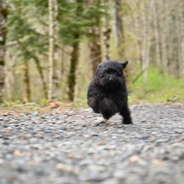 Cavapoo, Cockapoo, and Poodle Puppies from Heavenly Puppies to Love