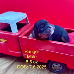 Boy 1 - Black and tan male Cavalier King Charles Spaniel puppy in Bainbridge, New York from M & M Cavaliers