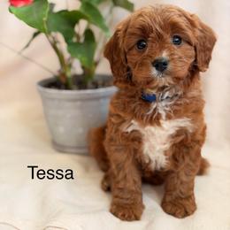 Tessa - Red female Cavapoo puppy in Oxford, Pennsylvania from FriendlyPals