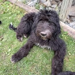 Girl 4 hot pink collar - Black and white female Sheepadoodle puppy in Eleva, Wisconsin from Molly’s Doodles