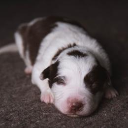 Rosie - White and red female Border Collie puppy in Fresno, California from Alpine Tails