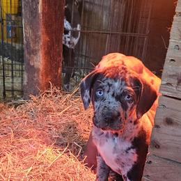 Catahoula Leopard Dog and Pembroke Welsh Corgi Puppies from Peach Tree/Shoreline Catahoulas & Corgis