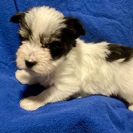 Maltipoo, Morkie, and Yorkipoo Puppies from Danza Bolo
