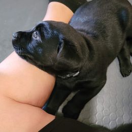 Labrador Retriever Puppies from Steele Caliber Retrievers