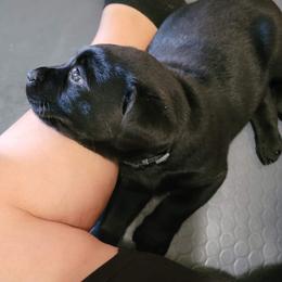 Labrador Retriever Puppies from Steele Caliber Retrievers