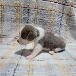 Lilac Boy - Tan and white male Beagle puppy in New River, Arizona from Desert Mountain Dobermans