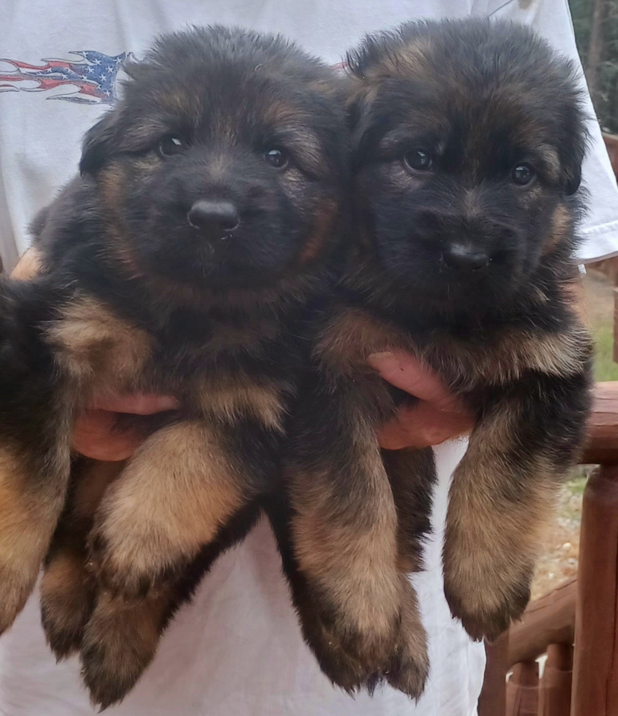 German Shepherd Puppies from Von Hazel Haus German Shepherds