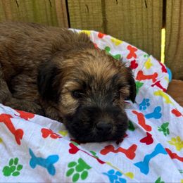 Bones - Wheaten male Soft Coated Wheaten Terrier puppy in Gladewater, Texas from Felicias Swheaties