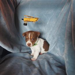 Orville - Chocolate and white male Teddy Roosevelt Terrier puppy in Carpenter, Wyoming from Wabbitfire Teddy Roosevelt Terriers