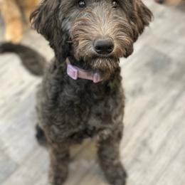 Sienna - Chocolate female Goldendoodle puppy in Pasco, Washington from Camp Doodle Woods