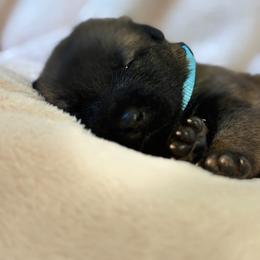 1st Pick Female - Fawn sable female Belgian Malinois puppy in Boise, Idaho from Wings of Freedom Retrievers and Malinois