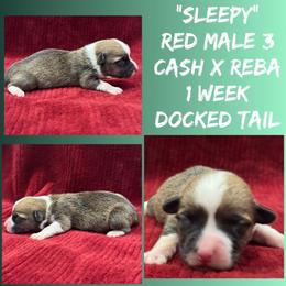 Sleepy - Red male Pembroke Welsh Corgi puppy in Stephenville, Texas from Rising JM Pembrokes