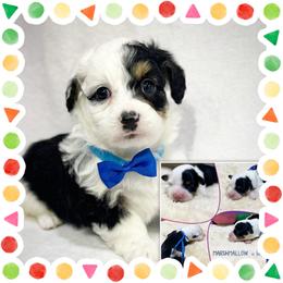 Marshmallow - Black tri-color male Aussiedoodle puppy in Houston, Texas from Jomelkin Furry Pals