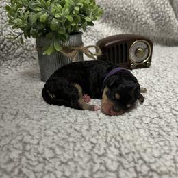 Bernedoodle Puppies from Bechtel’s Bernadoodles