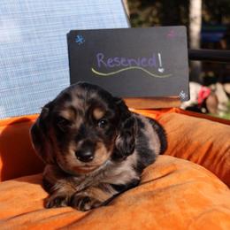 Ollie - Dapple male Dachshund puppy in Prospect, Oregon from Spunky Sausage Pups