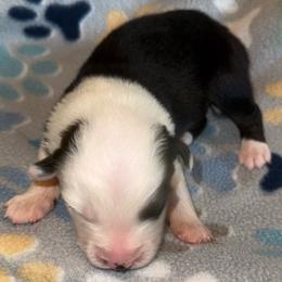 Muncho - Black tri-color female Australian Shepherd puppy in Laurel, Mississippi from Reeves Australian Shepherds