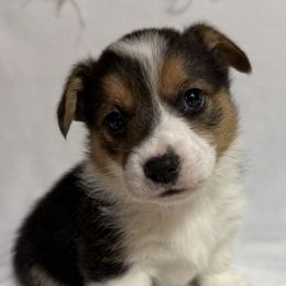Boy 1 - Black and white male American Corgi puppy in Scottown, Ohio from Wyndy Ridge Corgis