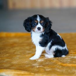 Merlot - Tri-color male Cavalier King Charles Spaniel puppy in Sugarcreek, Ohio from Chocolate Cavalier