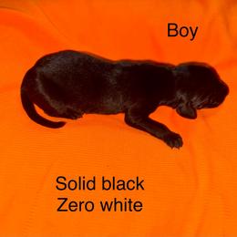 Boy 6 - Black male German Shorthaired Pointer puppy in Aitkin, Minnesota from Whispering’s GunDogs