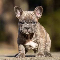 American Bully and French Bulldog Puppies from Nitro’s Bullies