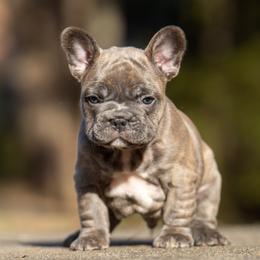 American Bully and French Bulldog Puppies from Nitro’s Bullies